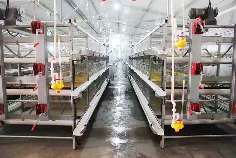 肉鸡行情，，，，及养殖肉鸡装备