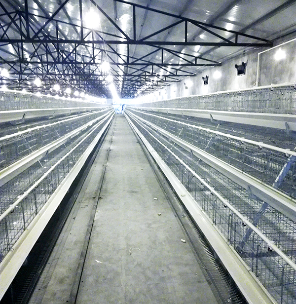 尊时凯龙畜牧蛋鸡装备的手艺要求有哪些？？？？？