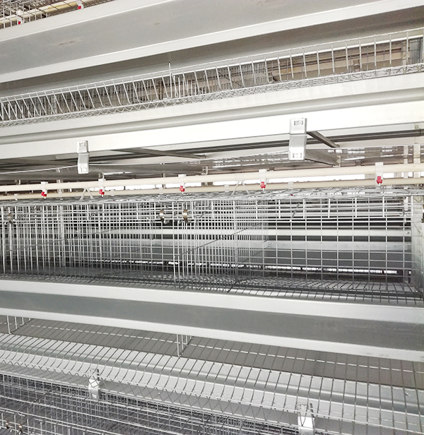 某集团肉鸡装备操作治理规范，，珍藏吧！